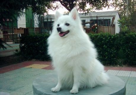 狐狸犬价格,狐狸犬多少钱一只